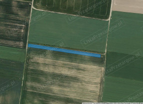 Image category