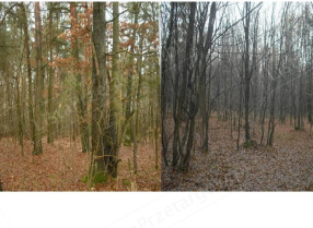 Nieruchomość