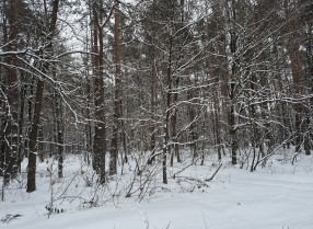 Nieruchomość