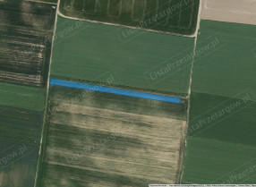 Image category
