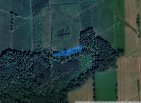 Image category