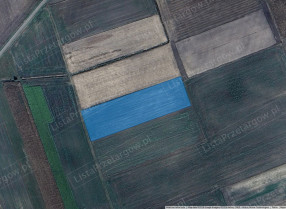 Image category
