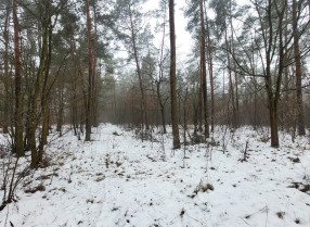 Nieruchomość